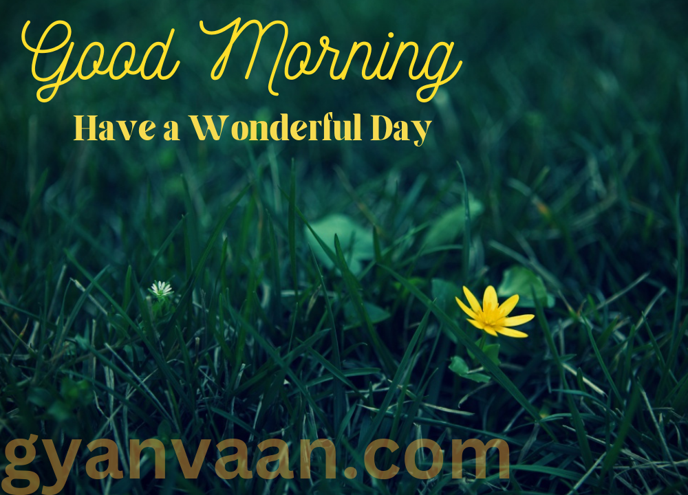A Flower Which Is Blooming In Grass Is Wishing You A Wonderful Morning.