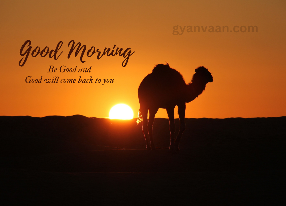 A Morning With A Sun Rise And Camel In A Dessert 