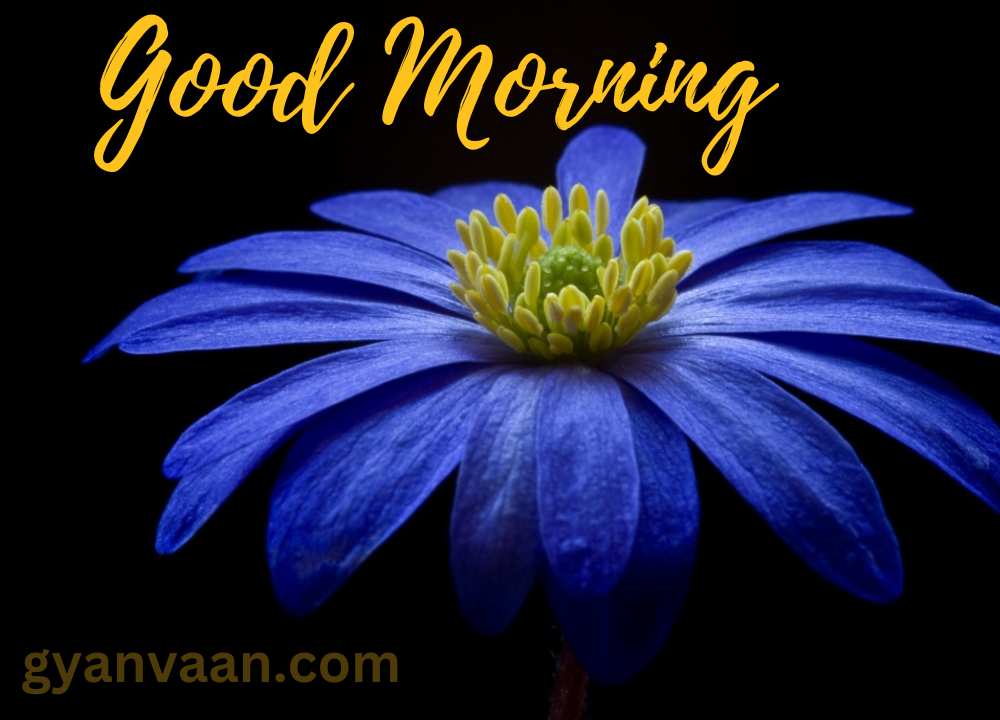 A Bloomed Blue Flower And A Black Background Giving You A Message Of Joyful Morning.