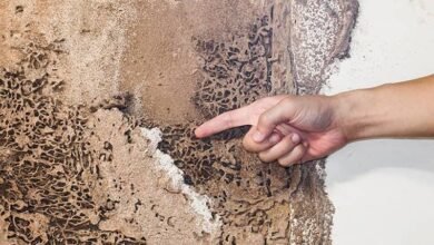 From Signs to Solutions: Understanding the Importance of Regular Termite Inspections 11 Understanding the Importance of Regular Termite Inspections